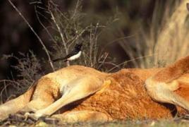 К чему снится кенгуру: девушке, женщине, беременной, мужчине – толкование по разным сонникам Видеть во сне кенгуру к чему